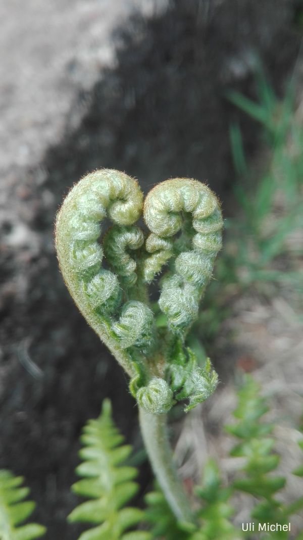 Sicherheit vermitteln und kompetent begleiten, wenn ein Kind viel zu früh stirbt